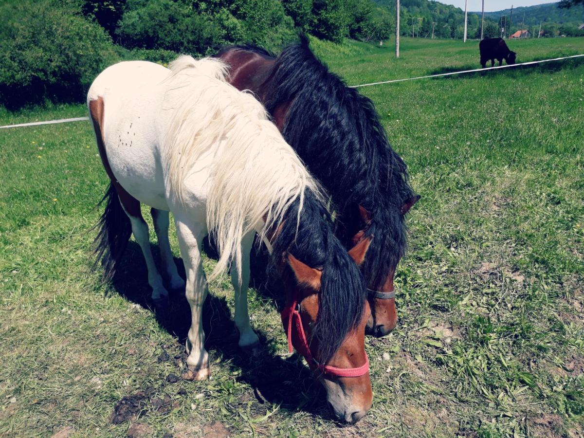 Farm stay Stara Szkola *