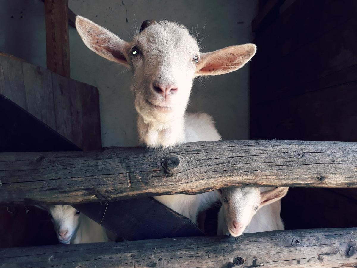 Farm stay Stara Szkola